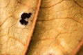 Yellow dried leave and hole macro blurry focus.