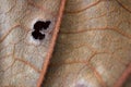 Yellow dried leave and hole macro blurry focus.