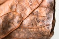 Yellow dried leave macro blurry focus.