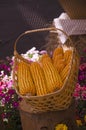 Yellow dried maizes in woven bamboo basket Royalty Free Stock Photo