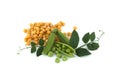 Yellow dried peas and fresh green peas and pea pods Royalty Free Stock Photo