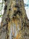 Yellow drops of pine resin flow down the tree Royalty Free Stock Photo