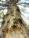 Yellow drops of pine resin flow down the tree Royalty Free Stock Photo