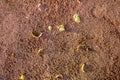 Yellow dry autumn leaves on gray earth. rough surface texture