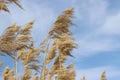 yellow dry branches of reeds against the blue sky Royalty Free Stock Photo