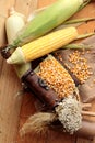Yellow dry corn grain and corn fresh. Royalty Free Stock Photo
