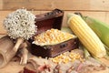 Yellow dry corn grain and corn fresh. Royalty Free Stock Photo