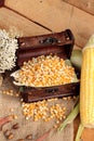 Yellow dry corn grain and corn fresh. Royalty Free Stock Photo