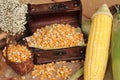 Yellow dry corn grain and corn fresh. Royalty Free Stock Photo