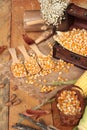 Yellow dry corn grain and corn fresh. Royalty Free Stock Photo