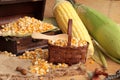 Yellow dry corn grain and corn fresh. Royalty Free Stock Photo