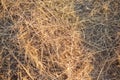 Yellow dry cut grass. Natural background, texture for text Royalty Free Stock Photo