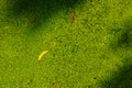 A yellow dry Earleaf acacia leaf fall among green duckweed on the surface of the water Royalty Free Stock Photo