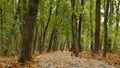 Yellow dry fall leaves, walkway path in forest. Pathway in autumn maple park.