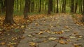 Yellow dry fall leaves, walkway path in forest. Pathway in autumn maple park.