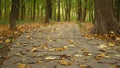 Yellow dry fall leaves, walkway path in forest. Pathway in autumn maple park. Royalty Free Stock Photo