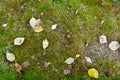 Yellow dry fallen autumn leaves and mushrooms on mossed forest floor Royalty Free Stock Photo