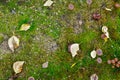 Yellow dry fallen autumn leaves and mushrooms on mossed forest floor Royalty Free Stock Photo