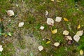 Yellow dry fallen autumn leaves and mushrooms on mossed forest floor Royalty Free Stock Photo