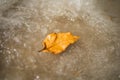 A yellow dry fallen leaf froze in the ice on the asphalt. The first autumn frosts, October, November. Leaf frozen in the ice Royalty Free Stock Photo