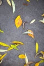 Yellow dry fallen leaves on the asphalt. Autumn background, natural pattern Royalty Free Stock Photo