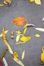 Yellow dry fallen leaves on the asphalt. Autumn background, natural pattern Royalty Free Stock Photo
