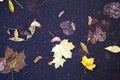 Yellow dry fallen leaves on the asphalt. Autumn background, natural pattern Royalty Free Stock Photo