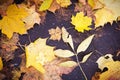 Yellow dry fallen leaves on the asphalt. Autumn background, natural pattern Royalty Free Stock Photo