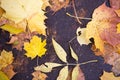 Yellow dry fallen leaves on the asphalt. Autumn background, natural pattern Royalty Free Stock Photo