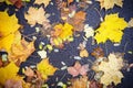 Yellow dry fallen leaves on the asphalt. Autumn background, natural pattern Royalty Free Stock Photo