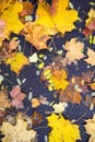 Yellow dry fallen leaves on the asphalt. Autumn background, natural pattern Royalty Free Stock Photo