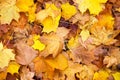 Yellow dry fallen leaves on the asphalt. Autumn background, natural pattern Royalty Free Stock Photo