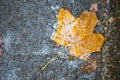 A yellow dry fallen maple leaf froze in the ice on the asphalt. The first autumn frosts, October, November. Leaf frozen in the ice Royalty Free Stock Photo