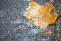 A yellow dry fallen maple leaf froze in the ice on the asphalt. The first autumn frosts, October, November. Leaf frozen in the ice Royalty Free Stock Photo