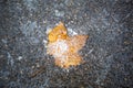 A yellow dry fallen maple leaf froze in the ice on the asphalt. The first autumn frosts, October, November. Leaf frozen in the ice Royalty Free Stock Photo