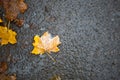 A yellow dry fallen maple leaf froze in the ice on the asphalt. The first autumn frosts, October, November. Leaf frozen in the ice Royalty Free Stock Photo