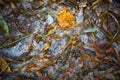 A yellow dry fallen maple leaf froze in the ice on the asphalt. The first autumn frosts, October, November. Leaf frozen in the ice Royalty Free Stock Photo