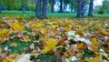 Yellow and dry fallen maple leaves on a ground in city park. Autumn leaf fall. Thoughts of old age, wilting, loneliness, sadness a Royalty Free Stock Photo