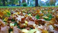 Yellow and dry fallen maple leaves on a ground in city park. Autumn leaf fall. Thoughts of old age, wilting, loneliness, sadness Royalty Free Stock Photo