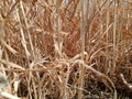 YELLOW dry golden wheats farm stem