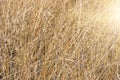 Yellow dry grass background