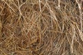 Yellow dry hay straw backdrop texture. Dry cereal plants Royalty Free Stock Photo