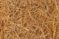 Yellow dry hay straw backdrop texture. Dry cereal plants, farm rural agricultural Royalty Free Stock Photo