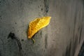 Yellow dry leaf on concrete wall background. Royalty Free Stock Photo