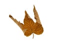 Yellow dry leaf of a maple Royalty Free Stock Photo