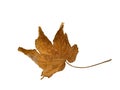 Yellow dry leaf of a maple Royalty Free Stock Photo