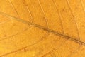 Yellow Dry Leaf Texture. Macro Closeup. Royalty Free Stock Photo