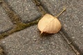 yellow dry leaf from a tree on a sidewalk 1 Royalty Free Stock Photo