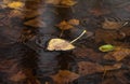 Yellow dry leaf on water Royalty Free Stock Photo