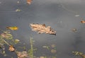 Yellow dry leaf on water Royalty Free Stock Photo